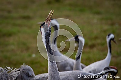Grus bird feeding at Hula Valley Stock Photo