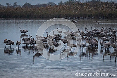 Grus at Hula Valley at Dawn Stock Photo