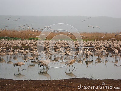 Grus in the Hula Lake at twilight, scenery with birds in the water Stock Photo