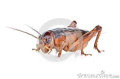 Gryllidae ,Orthoptera isolated on white background Stock Photo