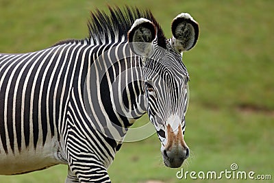 The GrÃ©vy`s zebra Equus grevyi, also known as the imperial zebra, portrait with green background Stock Photo