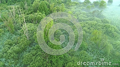 Grüne Landschaftsnebelvogelperspektive die Bäume fliegen sumpfig stock footage Grüne Landschaftsnebelvogelperspektive die Bäume fliegen sumpfig stock footage
