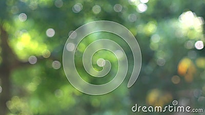 Grüne Natur mit Schein bokeh stock video Grüne Natur mit Schein bokeh stock video