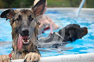 GSD in pool Stock Photo