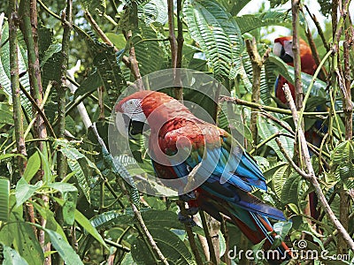 Guacamayo red Stock Photo