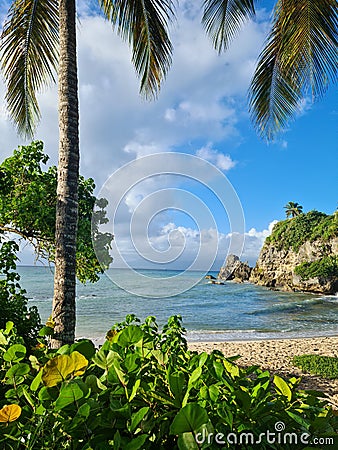 Guadeloupe french carribean island. view of the carribean sea under a palm with a view on the mountain. enjoying summer nature Stock Photo