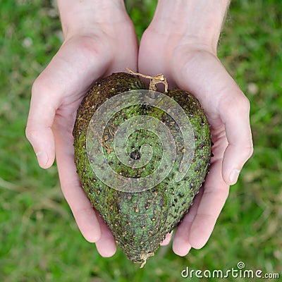 Guanabana heart form in mans hands on green grass background square. Stock Photo