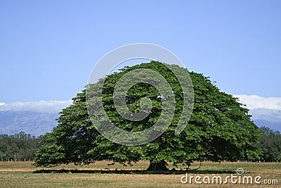 Guanacaste Tree Stock Photo