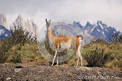 Guanaco Stock Photo