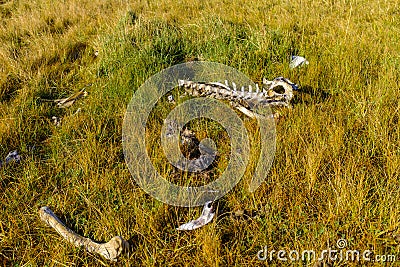 Guanaco bones in a pampas Stock Photo