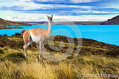 Guanaco is a humpbacked camel Stock Photo