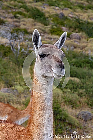 Guanaco llama species in chiean Patagonia in national park Torres del Paine Stock Photo