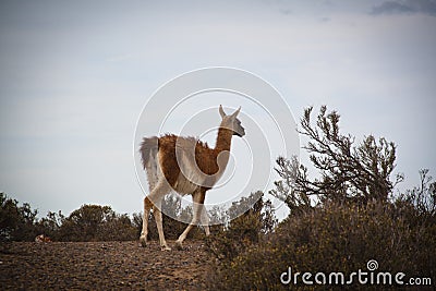 Guanaco at Punta Tombo, Argentina Stock Photo