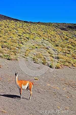 The guanaco - small camel Stock Photo