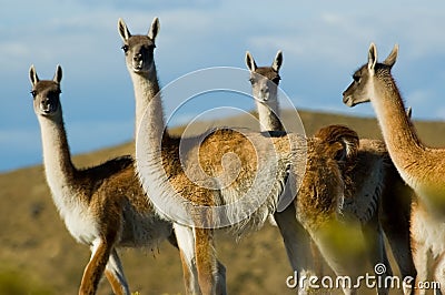 Guanacoes in the patagonian steppe Stock Photo