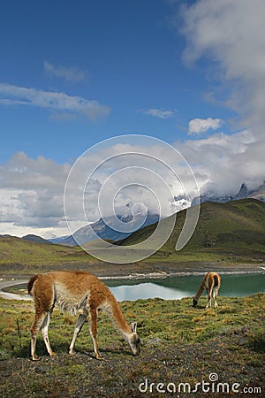 Guanacos in National Park Torres del Paine Stock Photo