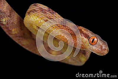 Guangxi Cat Snake Boiga guangxiensis Stock Photo