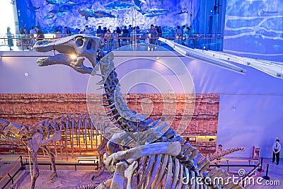 dinosaur skeletons in the GuangDong Museum Editorial Stock Photo