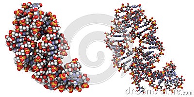 Guanine riboswitch Stock Photo