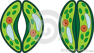 Guard cells of stoma Stock Photo
