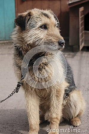 Guard dog Stock Photo