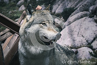 a guard dog with grey fur. Angry wolf snarling on other wolf Stock Photo