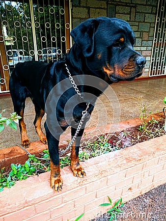 Guard Dog in Kenya Stock Photo