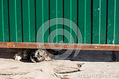 Guard dog stucks his muzzle between the ground and the gate Stock Photo