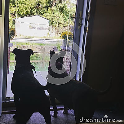 Guard dogs watching out window Stock Photo