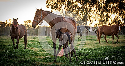 Thoroughbred broodmare guarding her newborn foal Stock Photo