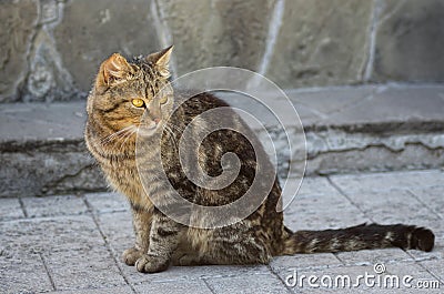 Guarded city cat Stock Photo