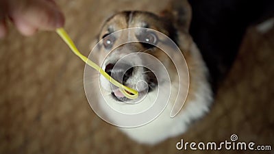 Guardia in alto il cane affamato Welsh Corgi Pembroke che mangia spaghetti fuori dalla mano del proprietario archivi video Guardia in alto il cane affamato Welsh Corgi Pembroke che mangia spaghetti fuori dalla mano del proprietario archivi video