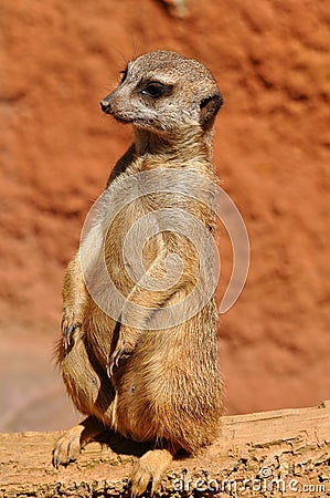 Guarding suricata Stock Photo