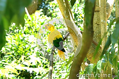Ararajuba (Guaruba guarouba), from the Birds Park, Foz do Iguazu. Stock Photo