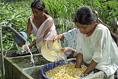 Guatemalans wash and soak corn in sink Editorial Stock Photo