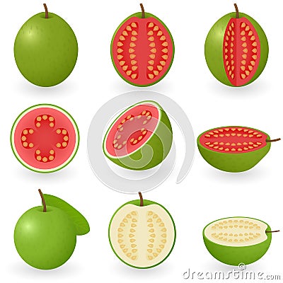 Guava Vector Illustration