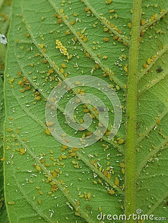 Guava aphid injure on young guava leaf In Viet Nam. Stock Photo