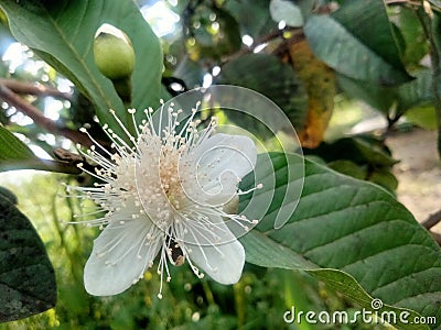 Guava blossoms have male and female flowers growing from the leaf& x27;s underarmpit blending into the sides with oval Stock Photo