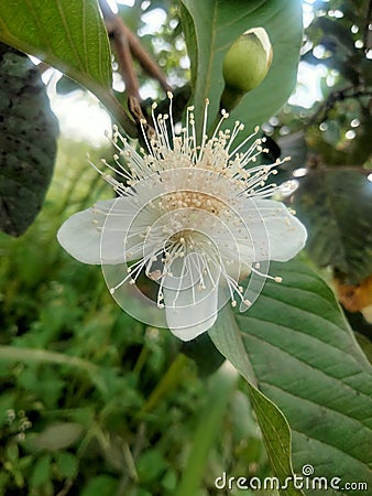 Guava blossoms have male and female flowers growing from the leaf& x27;s underarmpit blending into the sides with oval Stock Photo