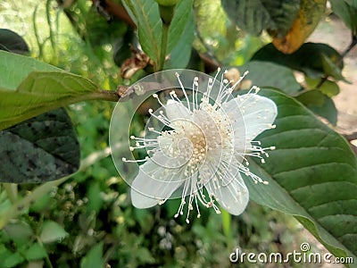 Guava blossoms have male and female flowers growing from the leaf& x27;s underarmpit blending into the sides with oval Stock Photo