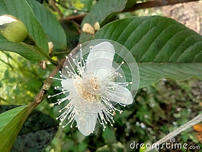 Guava blossoms have male and female flowers growing from the leaf& x27;s underarmpit blending into the sides with oval Stock Photo