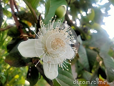 Guava blossoms have male and female flowers growing from the leaf& x27;s underarmpit blending into the sides with oval Stock Photo