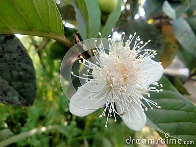 Guava blossoms have male and female flowers growing from the leaf& x27;s underarmpit blending into the sides with oval Stock Photo