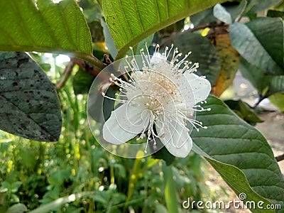 Guava blossoms have male and female flowers growing from the leaf& x27;s underarmpit blending into the sides with oval Stock Photo