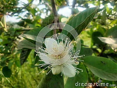 Guava blossoms have male and female flowers growing from the leaf& x27;s underarmpit blending into the sides with oval Stock Photo