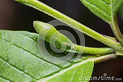 Guava flower bud Stock Photo