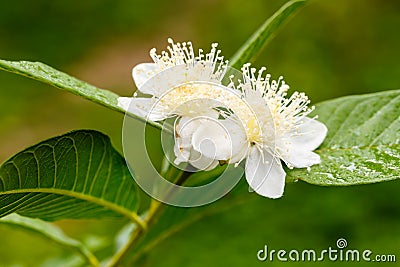 Guava flower in full bloom Stock Photo