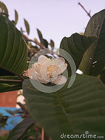 Guava Flower in Grandma's Garden Stock Photo