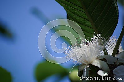 guava flower on the tree Stock Photo