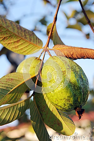 Guava fruit Stock Photo